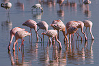 colonyof lesser flamingos